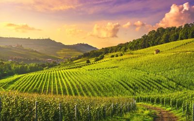 Top 4 famous vineyards in Italy