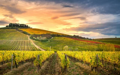 Top 4 Famous Wine Varietals of Italy